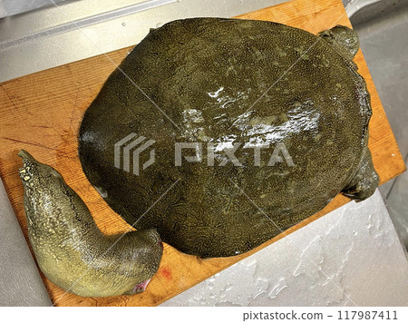 I cut up the turtle I caught and made a turtle hotpot. I cut up the turtle I caught and made a turtle hotpot. 117987411