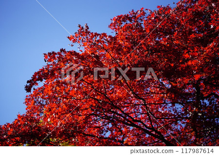 Autumn leaves Autumn leaves 117987614