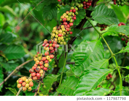 Coffee beans grow on tree 117987798