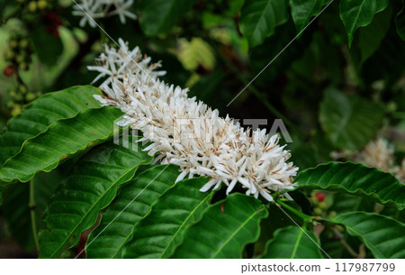 Coffee bean flowers blossom blooming on tree 117987799