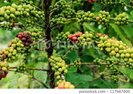 Coffee beans grow on tree Coffee beans grow on tree 117987800