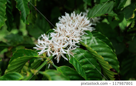 Coffee bean flowers blossom blooming on tree 117987801