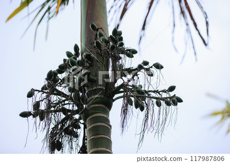 Areca palm nuts grow on tree 117987806