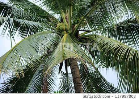 Green coconut grow on tree 117987808