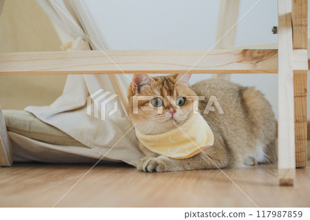 happy with cat concept with british cat play under camping table with camp and tropical tree and white background happy with cat concept with british cat play under camping table with camp and tropical tree and white background 117987859