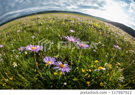 Tatarian Aster flowers blooming in high altitude grassland, China Tatarian Aster flowers blooming in high altitude grassland, China 117987922