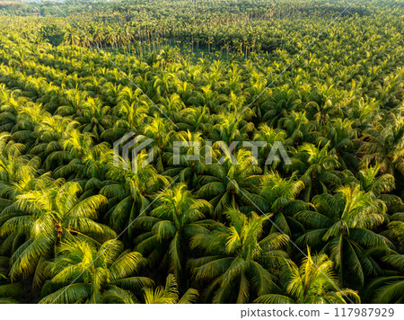 Top view of coconut trees field Top view of coconut trees field 117987929