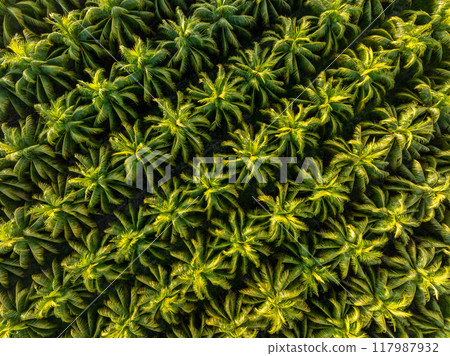 Top view of coconut trees field Top view of coconut trees field 117987932