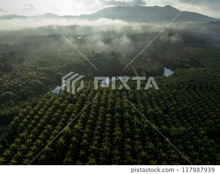 Aerial view of coconut tree field in the sunrise Aerial view of coconut tree field in the sunrise 117987939