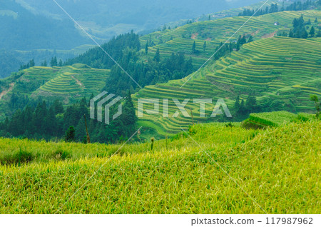 Beautiful terrace rice field with small houses in China 117987962