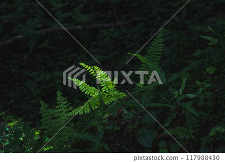 蕨類植物 117988430