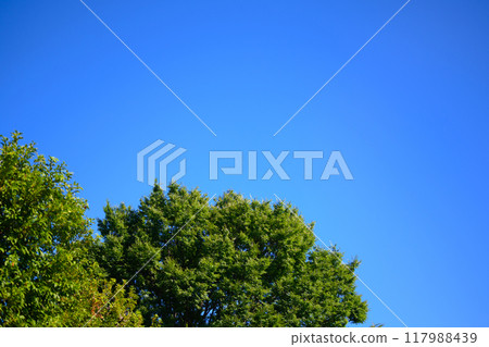 綠色森林 117988439