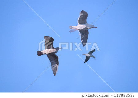 藍天和海鷗 藍天和海鷗 117988552