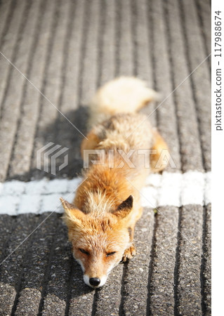 Shirebun的狐狸 117988674