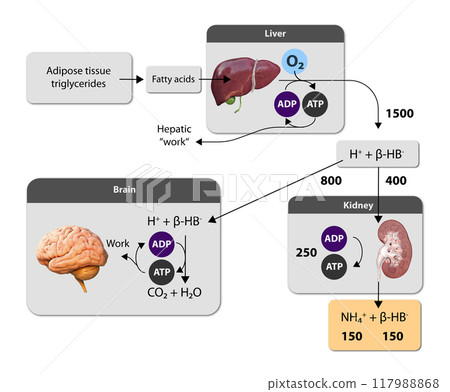 Ketogenesis transforms fats and some amino acids into ketone bodies, providing an alternative fuel source, crucial during fasting or low-carb diets, 2d Ketogenesis transforms fats and some amino acids into ketone bodies, providing an alternative fuel source, crucial during fasting or low-carb diets, 2d 117988868