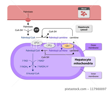 Ketogenesis transforms fats and some amino acids into ketone bodies, providing an alternative fuel source, crucial during fasting or low-carb diets, 2d 117988897