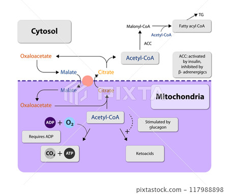 Ketogenesis transforms fats and some amino acids into ketone bodies, providing an alternative fuel source, crucial during fasting or low-carb diets, 2d Ketogenesis transforms fats and some amino acids into ketone bodies, providing an alternative fuel source, crucial during fasting or low-carb diets, 2d 117988898