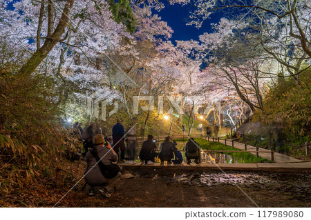 Ina City, Nagano Prefecture. Cherry blossoms in full bloom at night at Takato Castle Park across the pond, said to be the best in the country, and a photographer 117989080