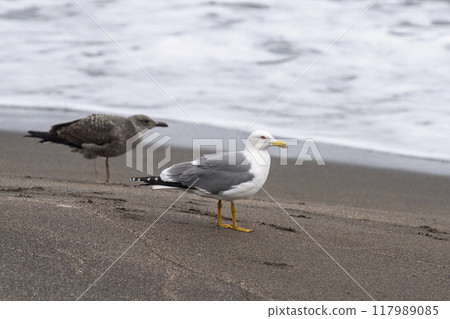 Yellow-legged gulls 117989085