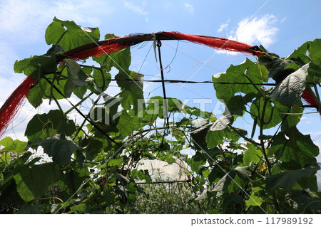 Image of pesticide-free soil cultivation: Cucumber field 117989192