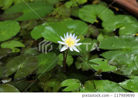 白睡蓮花 117989690