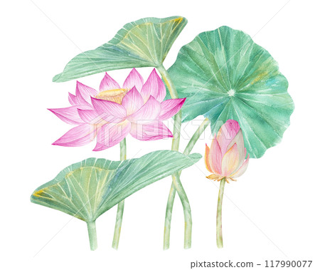 Lotus flowers,leaves,seeds. Hand drawn watercolor illustration of pink water lily,green leaves and seeds.Botanical drawing.Set with lotuses for design. Lotus flowers,leaves,seeds. Hand drawn watercolor illustration of pink water lily,green leaves and seeds.Botanical drawing.Set with lotuses for design. 117990077