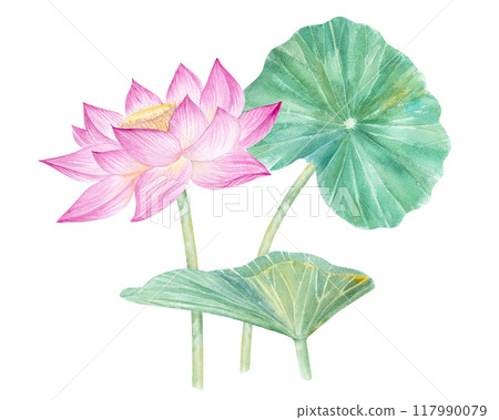 Lotus flowers,leaves,seeds. Hand drawn watercolor illustration of pink water lily,green leaves and seeds.Botanical drawing.Set with lotuses for design. 117990079