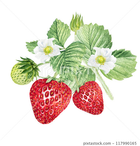 Strawberry Watercolor illustration, strawberry bushes with green leaves and white flowers 117990165