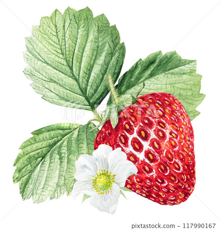 Strawberry Watercolor illustration, strawberry bushes with green leaves and white flowers 117990167