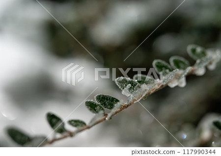 Close up of frosted leaves 117990344