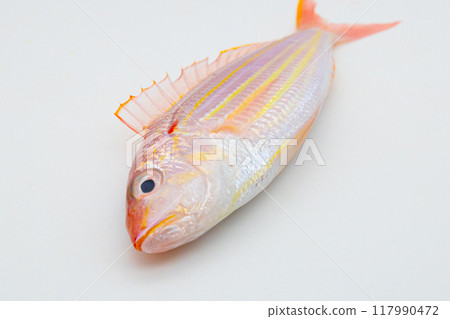 Threadfin reef fish, white background and one threadfin reef fish 117990472