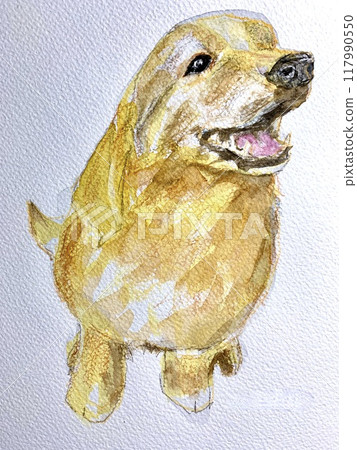 Smiling Labrador Retriever Smiling Labrador Retriever 117990550