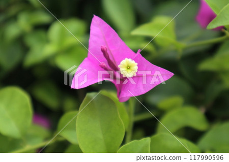 九重葛花 九重葛花 117990596