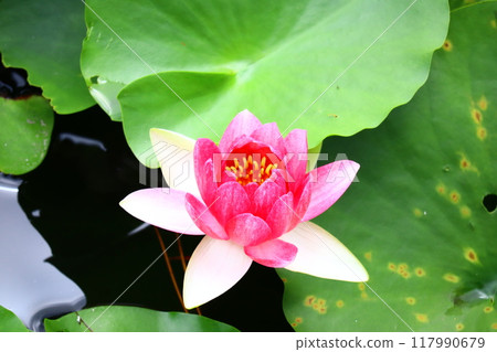 Lotus flower  117990679
