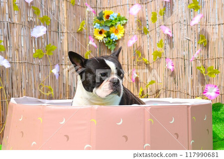 Mighty the Boston terrier cools off in the pool and gives a cute look. 117990681