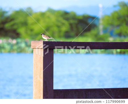 A sparrow perched on a protruding fence A sparrow perched on a protruding fence 117990699