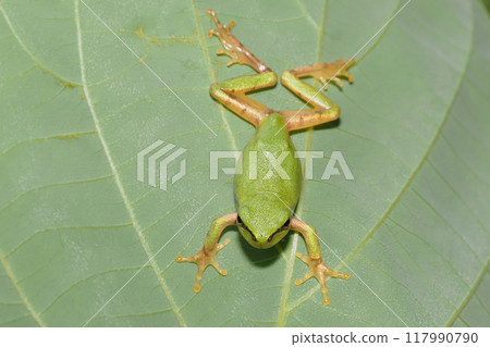 日本黑蛙 117990790