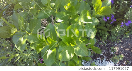 即將開出美麗花朵的繡球樹 即將開出美麗花朵的繡球樹 117991037