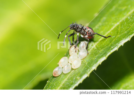 Larva of the rabbit bug Larva of the rabbit bug 117991214