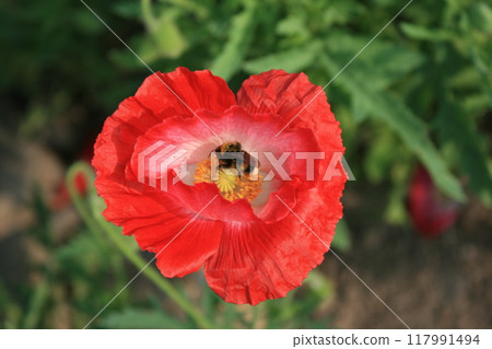Bee searching for pollen on red poppy 117991494