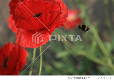 Red poppy and bee 117991495