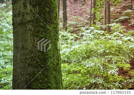 Abstract close-up of a partially moss-covered tree trunk 117991535