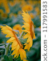 Sunflower fields at the Akeno Sunflower Festival in Hokuto City 117991583