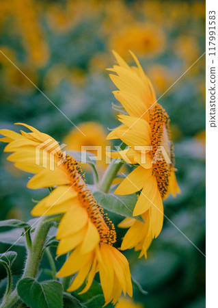 Sunflower fields at the Akeno Sunflower Festival in Hokuto City Sunflower fields at the Akeno Sunflower Festival in Hokuto City 117991583