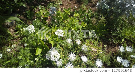Large white flowers of Allium sativum and daisy flowers 117991648