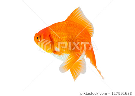Oranda goldfish isolated on white background close up Oranda goldfish isolated on white background close up 117991688