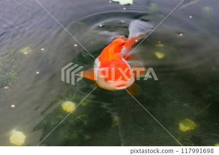 Goldfish in aquarium fish pond close up 117991698