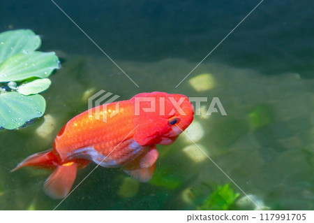 Goldfish in aquarium fish pond close up 117991705