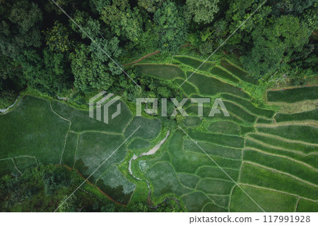 Aerial view Rice fields and dark green trees in the rainy season 117991928