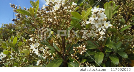 A white flower of Sharimbai that puts black fruits in autumn A white flower of Sharimbai that puts black fruits in autumn 117992033